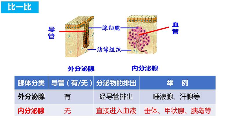 4.6.4 激素调节（课件）2023--2024学年人教版生物七年级下册04