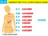 4.6.4 激素调节（课件）2023--2024学年人教版生物七年级下册