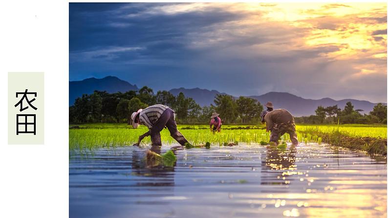 4.7.3 拟定保护生态环境的计划（课件）2023--2024学年人教版生物七年级下册03