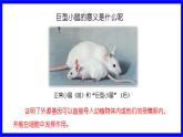 蘇教版生物八年級(jí)下冊(cè).第二十四章 1.第一節(jié) 現(xiàn)代生物技術(shù)的應(yīng)用 PPT課件
