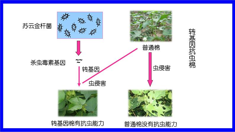 现代生物技术的应用第6页