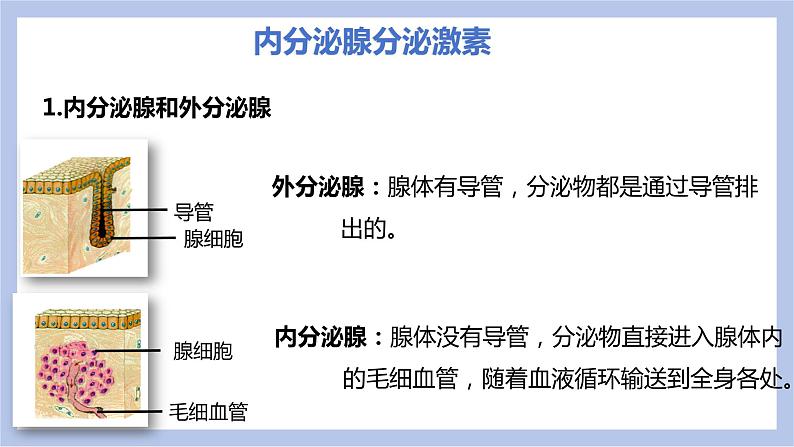 【核心素养】人教版初中生物七年级下册4.6.4《激素调节》课件第5页