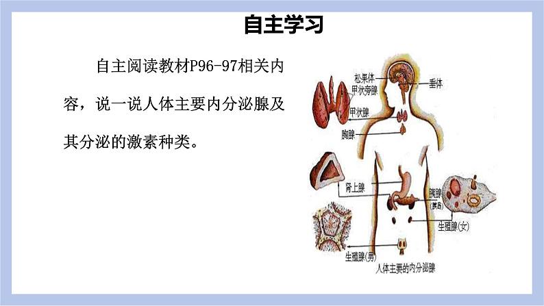 【核心素养】人教版初中生物七年级下册4.6.4《激素调节》课件第7页