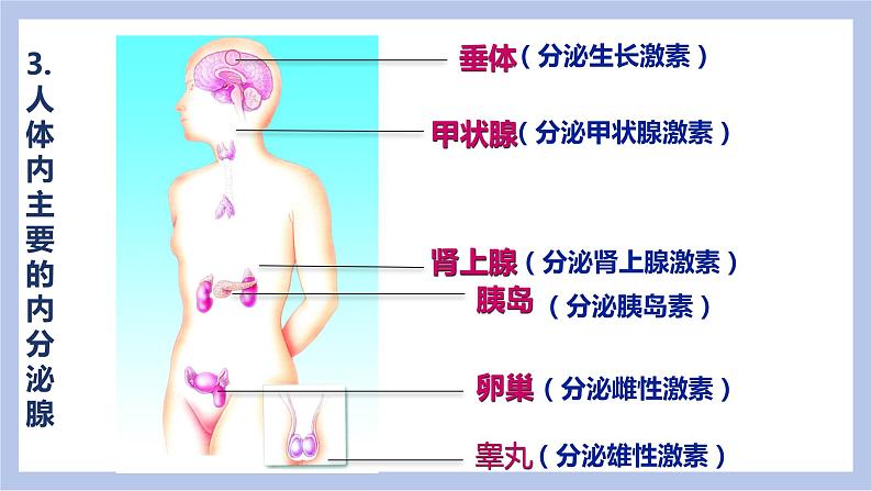 【核心素养】人教版初中生物七年级下册4.6.4《激素调节》课件第8页