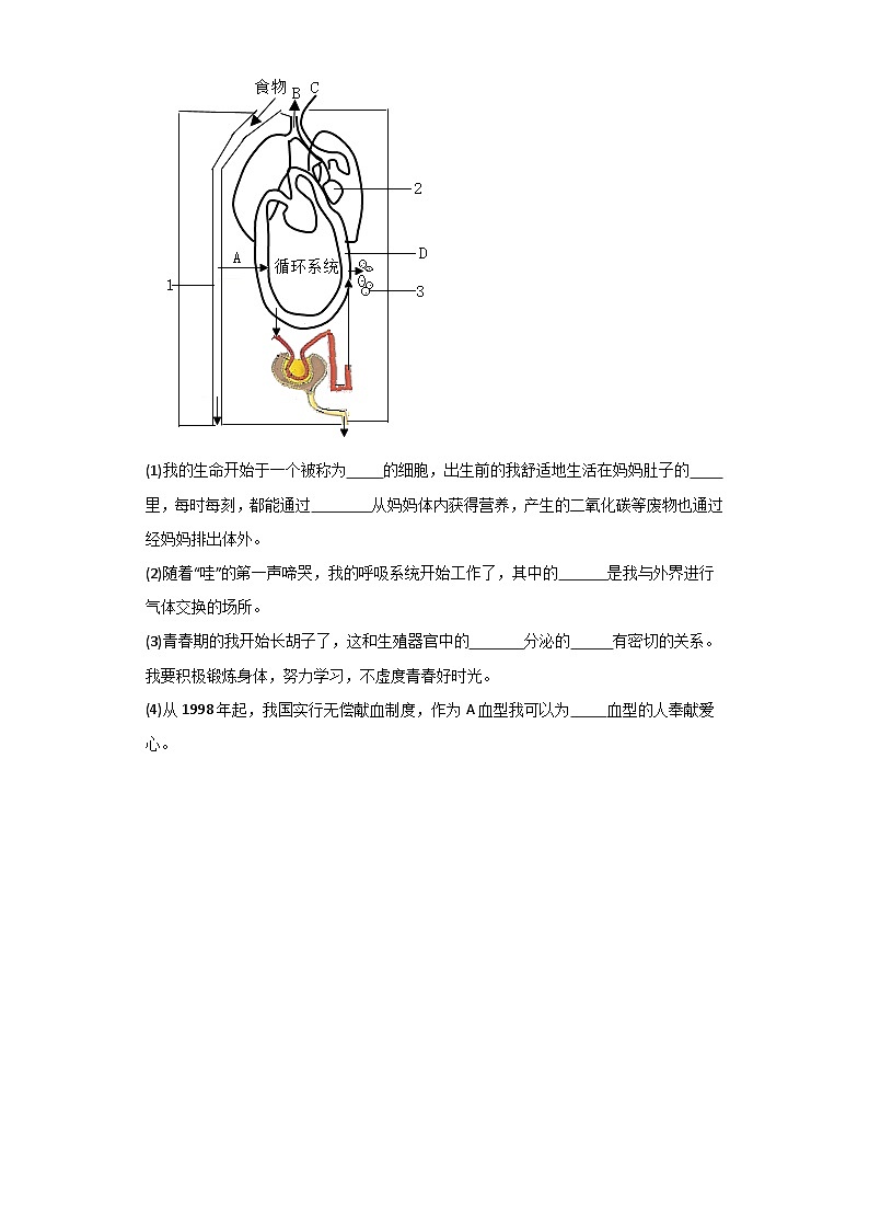 人教版初中生物七年级下册4.4.4《输血与血型》课时练习第3页