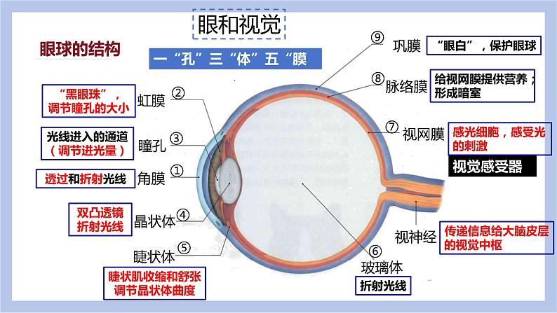 【核心素养】人教版初中生物七年级下册4.6.1《人体对外界的感知》课件第8页