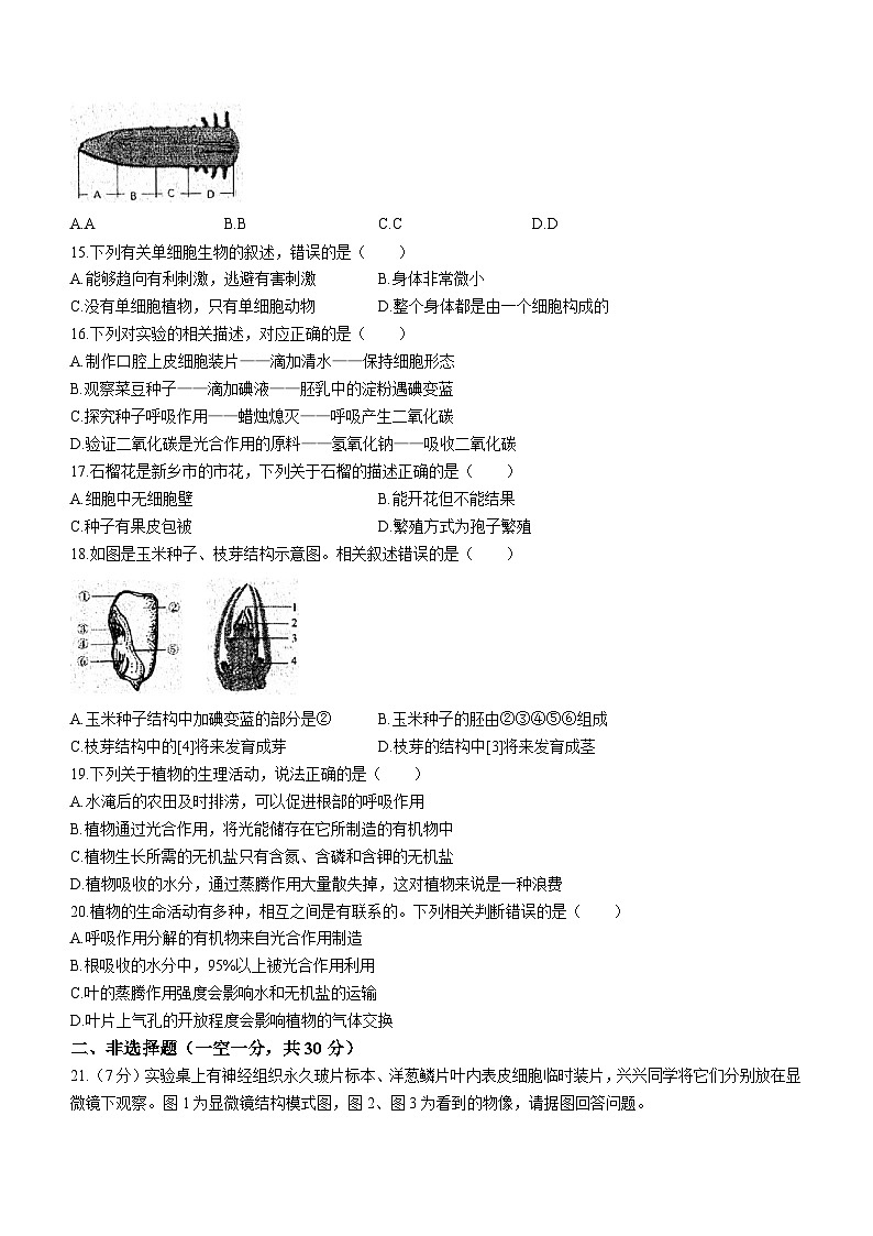 河南省新乡市牧野区河南师范大学附属中学2023-2024学年七年级上学期期末生物试题03