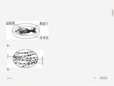 【全套精品专题】初中·北京生物复习专题八上精讲课件实验突破九　观察小鱼尾鳍内血液的流动