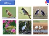 7.1.4鸟的生殖和发育课件2023--2024学年人教版生物八年级下册