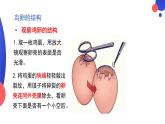 7.1.4鸟的生殖和发育课件2023--2024学年人教版生物八年级下册