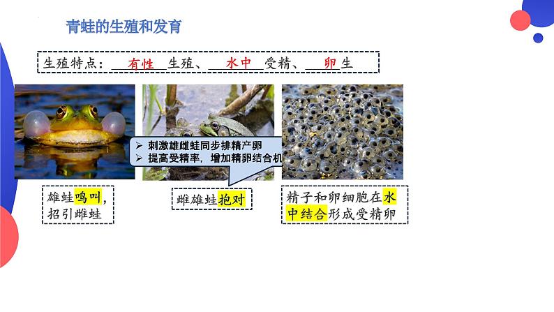 7.1.3两栖动物的生殖和发育课件2023--2024学年人教版生物八年级下册07