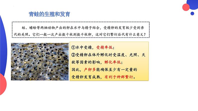 7.1.3两栖动物的生殖和发育课件2023--2024学年人教版生物八年级下册08