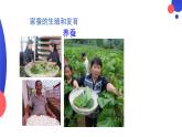 7.1.2昆虫的生殖和发育课件2023--2024学年人教版生物八年级下册