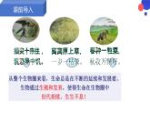 7.1.1植物的生殖课件2023--2024学年人教版生物八年级下册