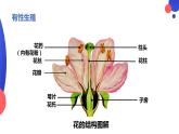 7.1.1植物的生殖课件2023--2024学年人教版生物八年级下册