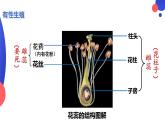 7.1.1植物的生殖课件2023--2024学年人教版生物八年级下册