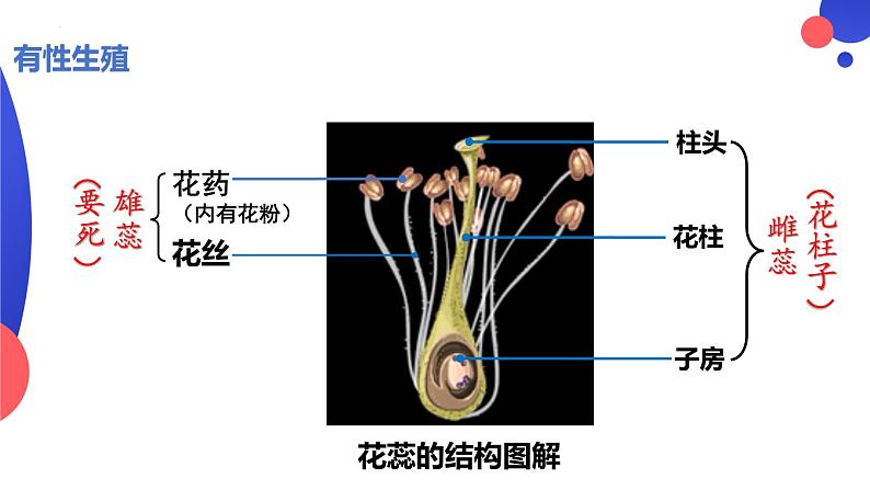 7.1.1植物的生殖课件2023--2024学年人教版生物八年级下册第5页