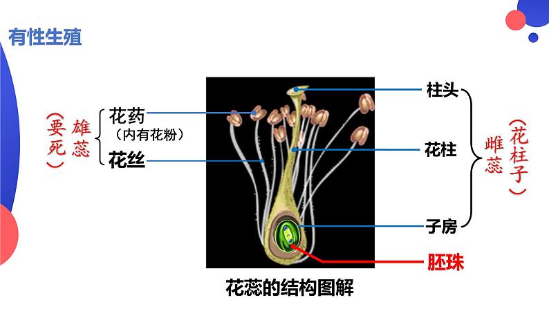 7.1.1植物的生殖课件2023--2024学年人教版生物八年级下册第6页