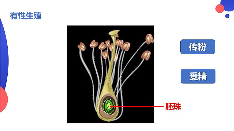 7.1.1植物的生殖课件2023--2024学年人教版生物八年级下册第7页