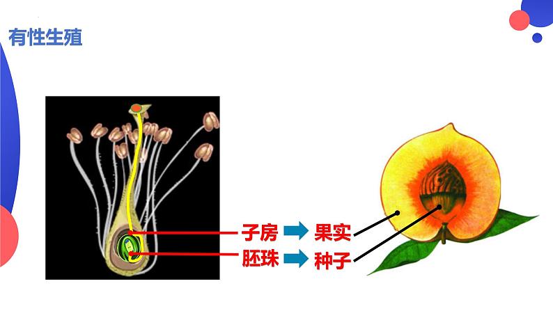 7.1.1植物的生殖课件2023--2024学年人教版生物八年级下册第8页