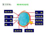 4.6.1+人体对外界环境的感知（第二课时）课件2023--2024学年人教版生物七年级下册