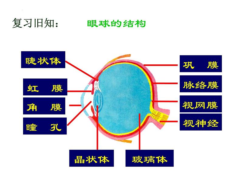 4.6.1+人体对外界环境的感知（第二课时）课件2023--2024学年人教版生物七年级下册第2页