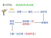 4.6.1+人体对外界环境的感知（第二课时）课件2023--2024学年人教版生物七年级下册