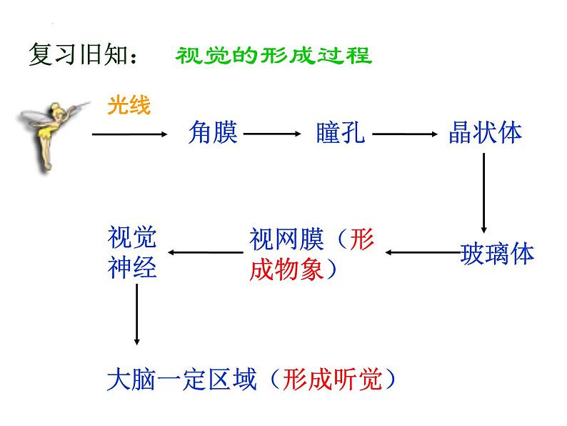 4.6.1+人体对外界环境的感知（第二课时）课件2023--2024学年人教版生物七年级下册第3页