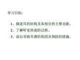 4.6.1+人体对外界环境的感知（第二课时）课件2023--2024学年人教版生物七年级下册