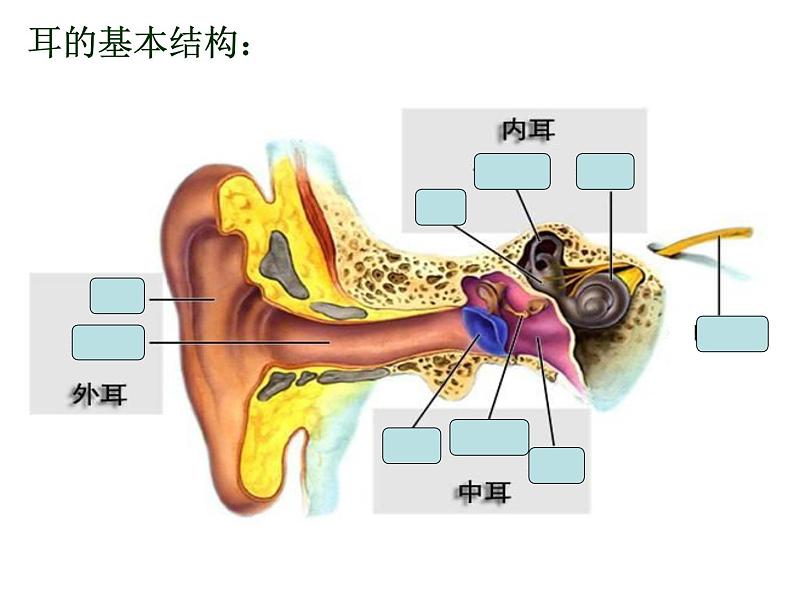 4.6.1+人体对外界环境的感知（第二课时）课件2023--2024学年人教版生物七年级下册第6页