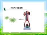 4.5.人体内废物的排出课件2023--2024学年人教版生物七年级下册