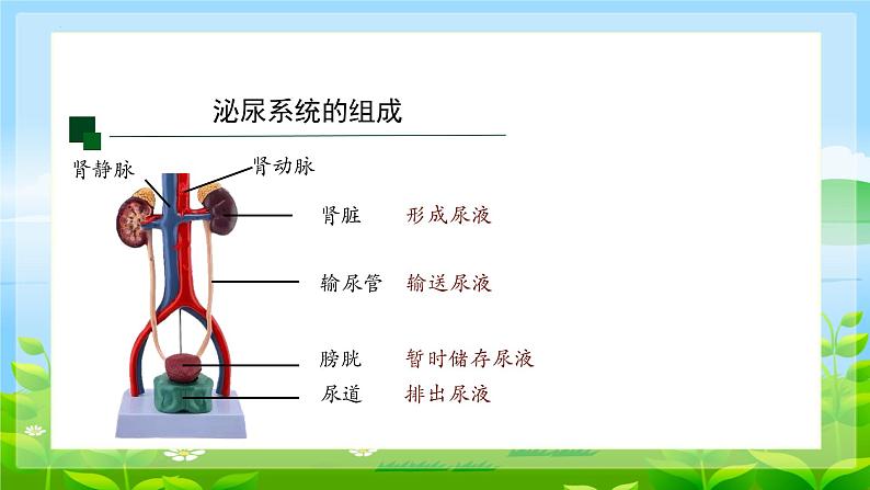 4.5.人体内废物的排出课件2023--2024学年人教版生物七年级下册第6页