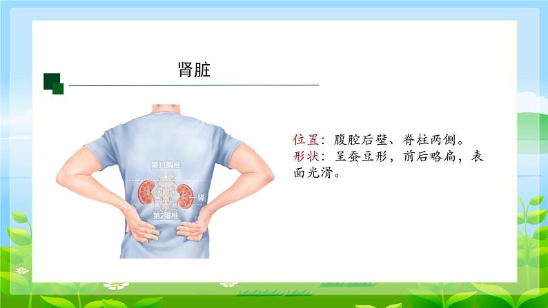 4.5.人体内废物的排出课件2023--2024学年人教版生物七年级下册第7页