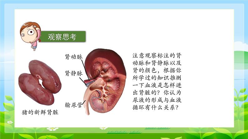 4.5.人体内废物的排出课件2023--2024学年人教版生物七年级下册第8页