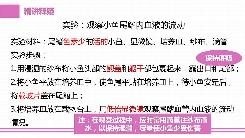 4.4.2血流的管道——血管课件2023-2024学年人教版生物七年级下册05