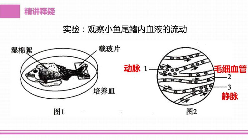 4.4.2血流的管道——血管课件2023-2024学年人教版生物七年级下册06