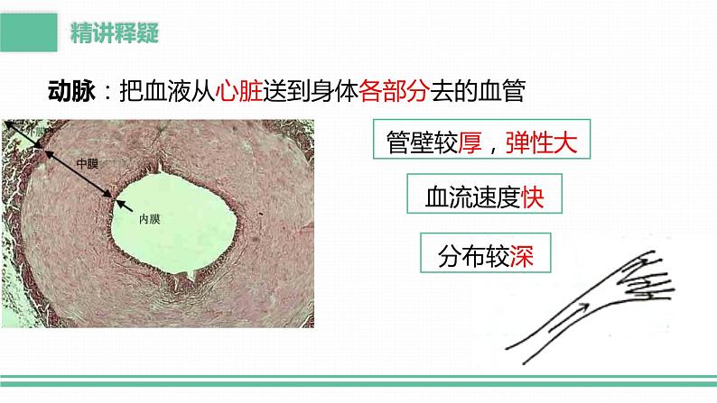 4.4.2血流的管道——血管课件2023-2024学年人教版生物七年级下册07