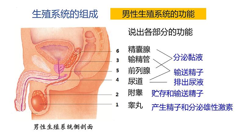 4.1.2人的生殖+课件2023-2024学年人教版生物七年级下册04