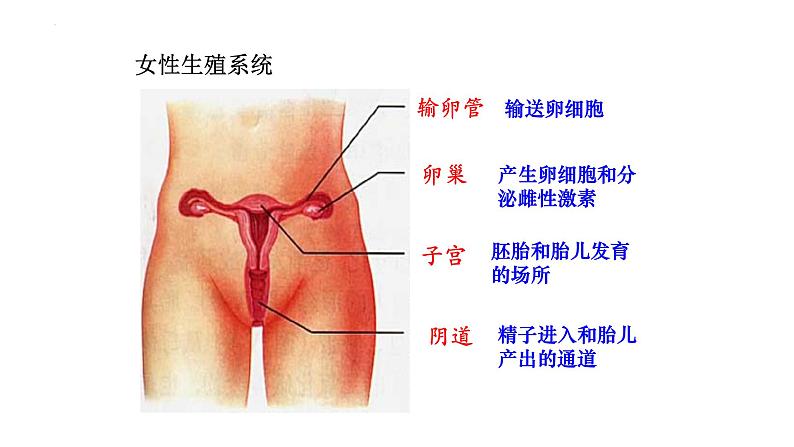 4.1.2人的生殖+课件2023-2024学年人教版生物七年级下册07