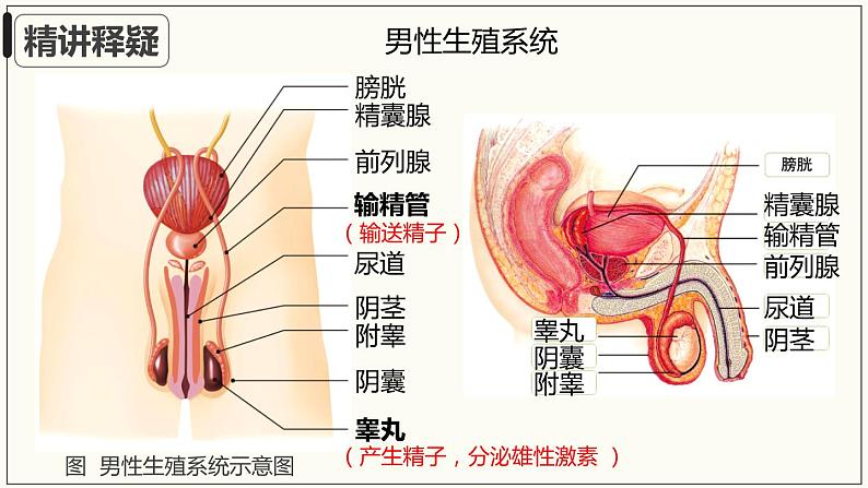 4.1.2人的生殖+课件2023-2024学年人教版生物七年级下册 (2)06