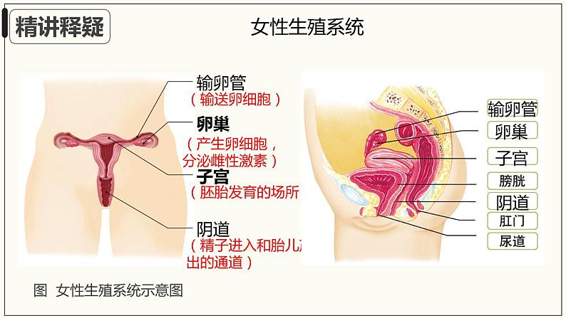 4.1.2人的生殖+课件2023-2024学年人教版生物七年级下册 (2)07