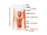 4.1.2人的生殖+课件2023-2024学年人教版生物七年级下册 (1)