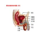 4.1.2人的生殖+课件2023-2024学年人教版生物七年级下册 (1)