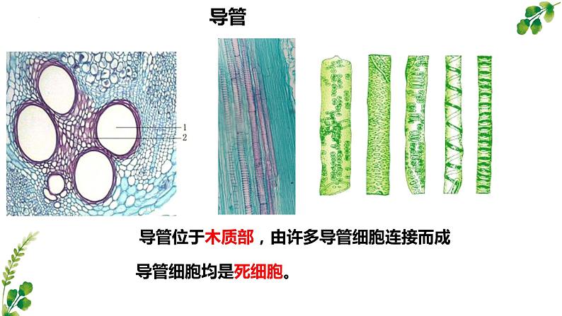 3.5.5运输作用课件2023-2024学年北师大版生物七年级上册第7页