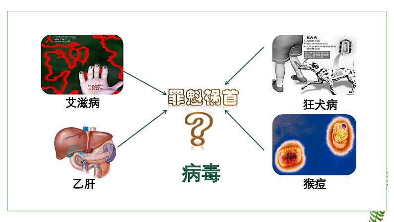 2.3.1病毒课件2023--2024学年济南版生物七年级上册03