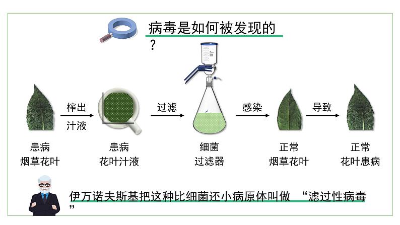 2.3.1病毒课件2023--2024学年济南版生物七年级上册04