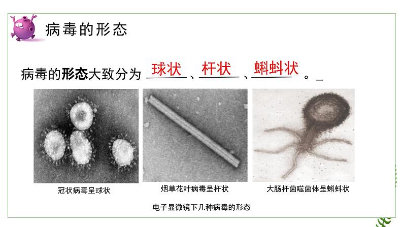 2.3.1病毒课件2023--2024学年济南版生物七年级上册06