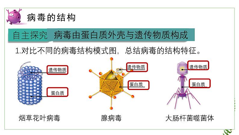 2.3.1病毒课件2023--2024学年济南版生物七年级上册07