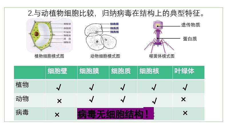 2.3.1病毒课件2023--2024学年济南版生物七年级上册08