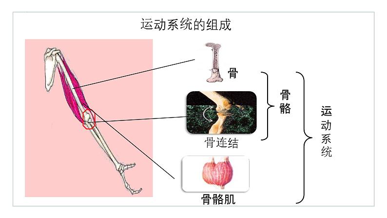 2.2.3动物的运动课件2023--2024学年济南版生物七年级上册08